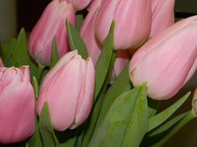 Тюльпаны оптом в городе Армавир, фото 5, телефон продавца: +7 (928) 292-74-65