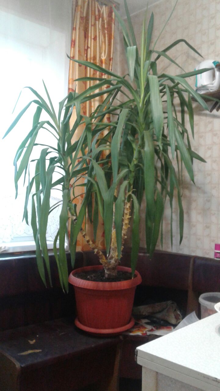 продам Юкка пальма, драцена дерево в городе Видное, фото 2, Растения