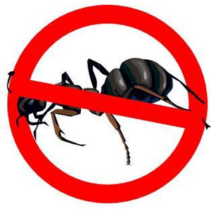 Выведение  и истребление муравьев в городе Йошкар-Ола, фото 1, телефон продавца: +7 (919) 412-66-90