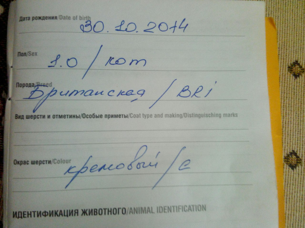 Великолепный Британец в поиске невест! в городе Старый Оскол, фото 1, стоимость: 900 руб.