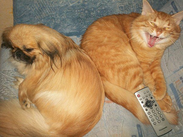 Передержка (гостиница )для кошек и мелких животных в городе Ставрополь, фото 10, Питомники, зоогостиницы, няни, передержка