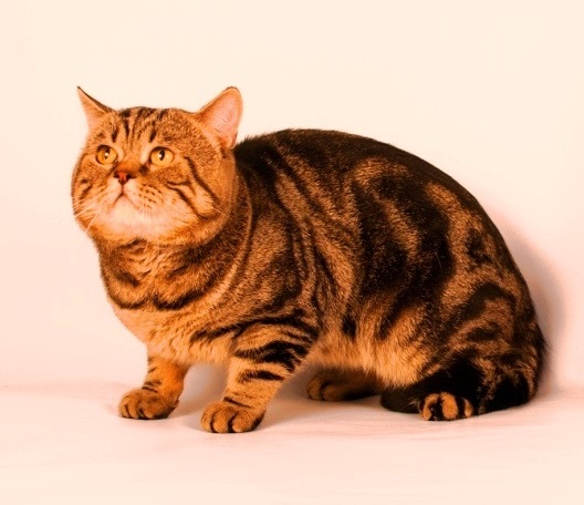 Вязка.Шотландский, крупный кот.  в городе Мурманск, фото 2, телефон продавца: +7 (958) 586-85-84