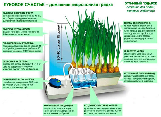 Домашняя чудо грядка Луковое Счастье для выращивания зелёного лука дома на подоконнике в городе Москва, фото 9, Московская область