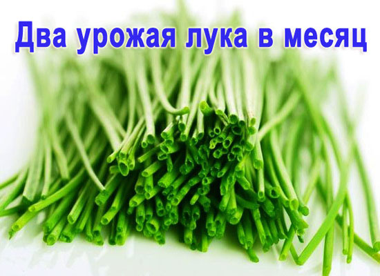Установка Луковое Счастье домашний проращиватель выращиватель зелёного лука гидропонный в городе Москва, фото 4, телефон продавца: +7 (927) 726-03-20