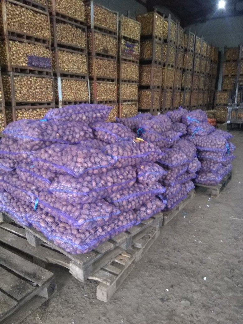 Картофель оптом от производителя в городе Самара, фото 1, Самарская область
