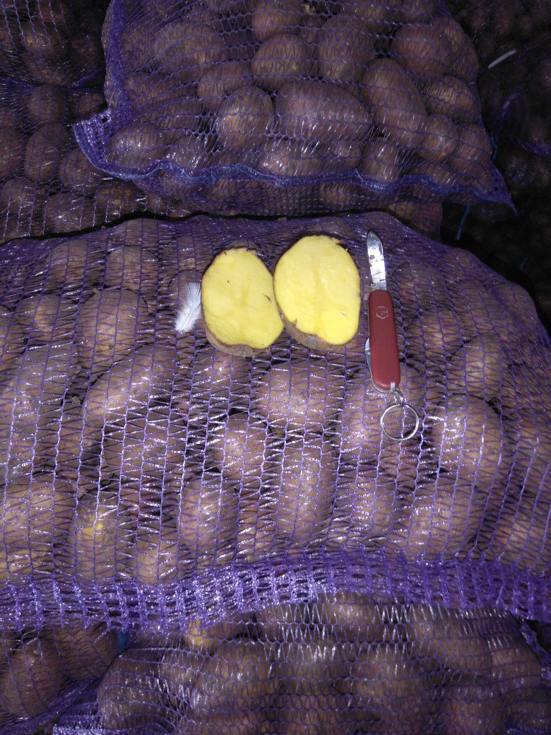 Картофель оптом от производителя в городе Самара, фото 2, телефон продавца: +7 (987) 955-47-73