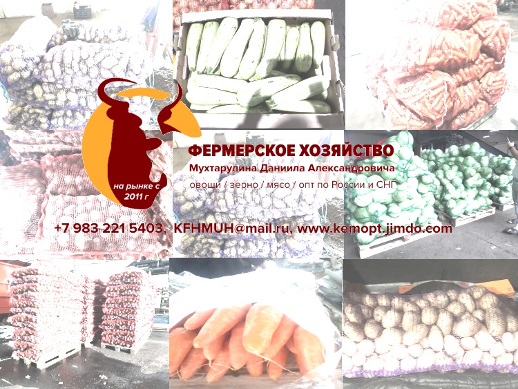 Картофель из Кемерово круглый год в городе Кемерово, фото 1, телефон продавца: +7 (983) 221-54-03