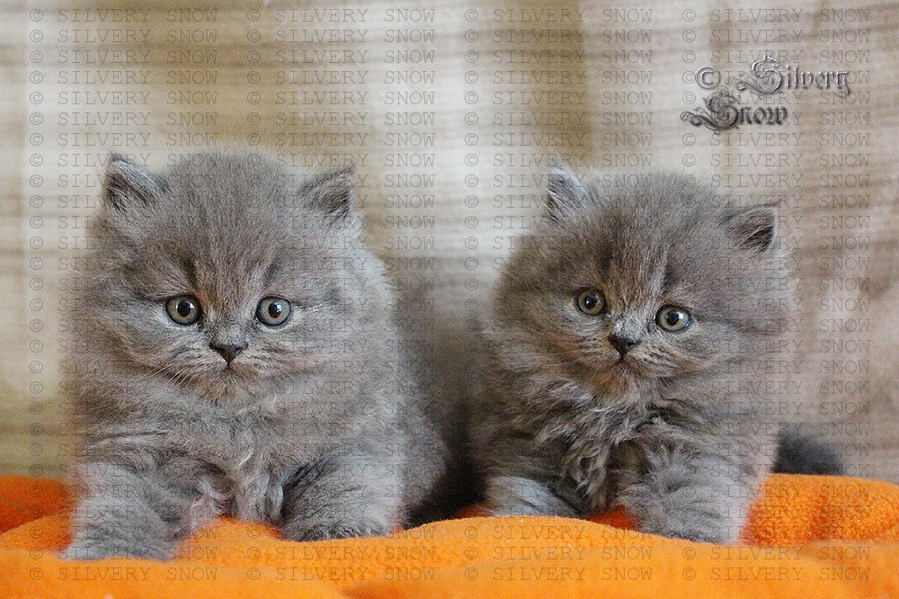  Голубые длинношерстные британские котята. в городе Москва, фото 1, телефон продавца: +7 (977) 898-15-30