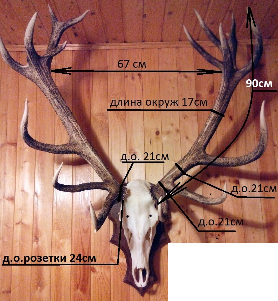 Рога благородного оленя редкой красоты в городе Москва, фото 2, телефон продавца: +7 (916) 693-95-99