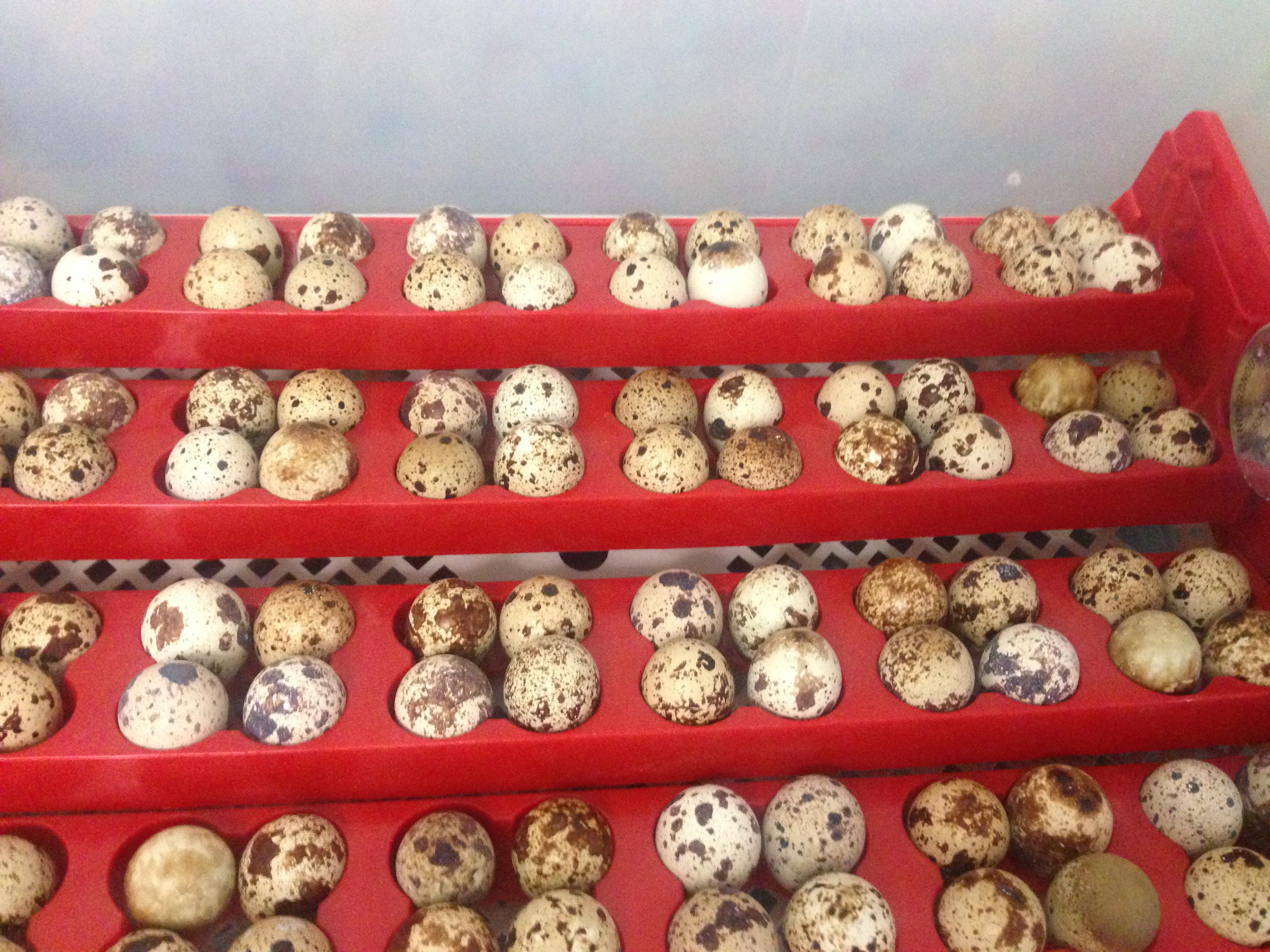 Инкубационные яйца перепелов и кур в городе Подольск, фото 2, телефон продавца: +7 (925) 799-96-09