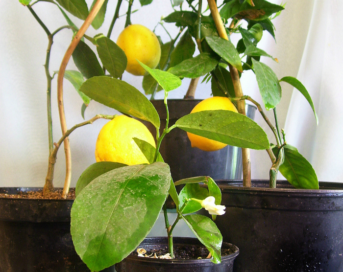 Лимон комнатный с плодами в городе Челябинск, фото 1, телефон продавца: +7 (950) 731-10-74