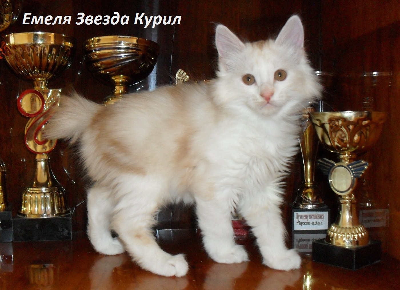 Котята Курильского бобтейла (дата рожд. 21 и 22 января 2018г.) в городе Иркутск, фото 4, Иркутская область