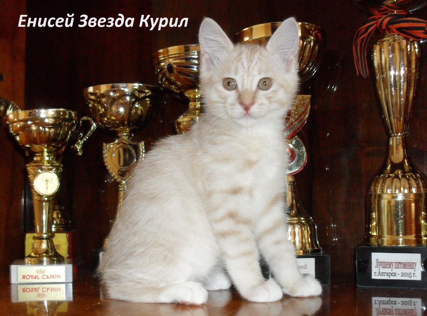 Котята Курильского бобтейла (дата рожд. 21 и 22 января 2018г.) в городе Иркутск, фото 8, Иркутская область