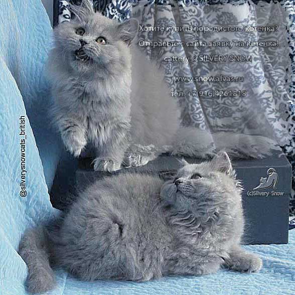 Элитные котята британской длинношерстной породы в городе Москва, фото 1, телефон продавца: +7 (977) 898-15-30