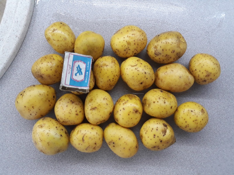 Картофель семенной Гала 1-ая реподукция в городе Кемерово, фото 1, Кемеровская область
