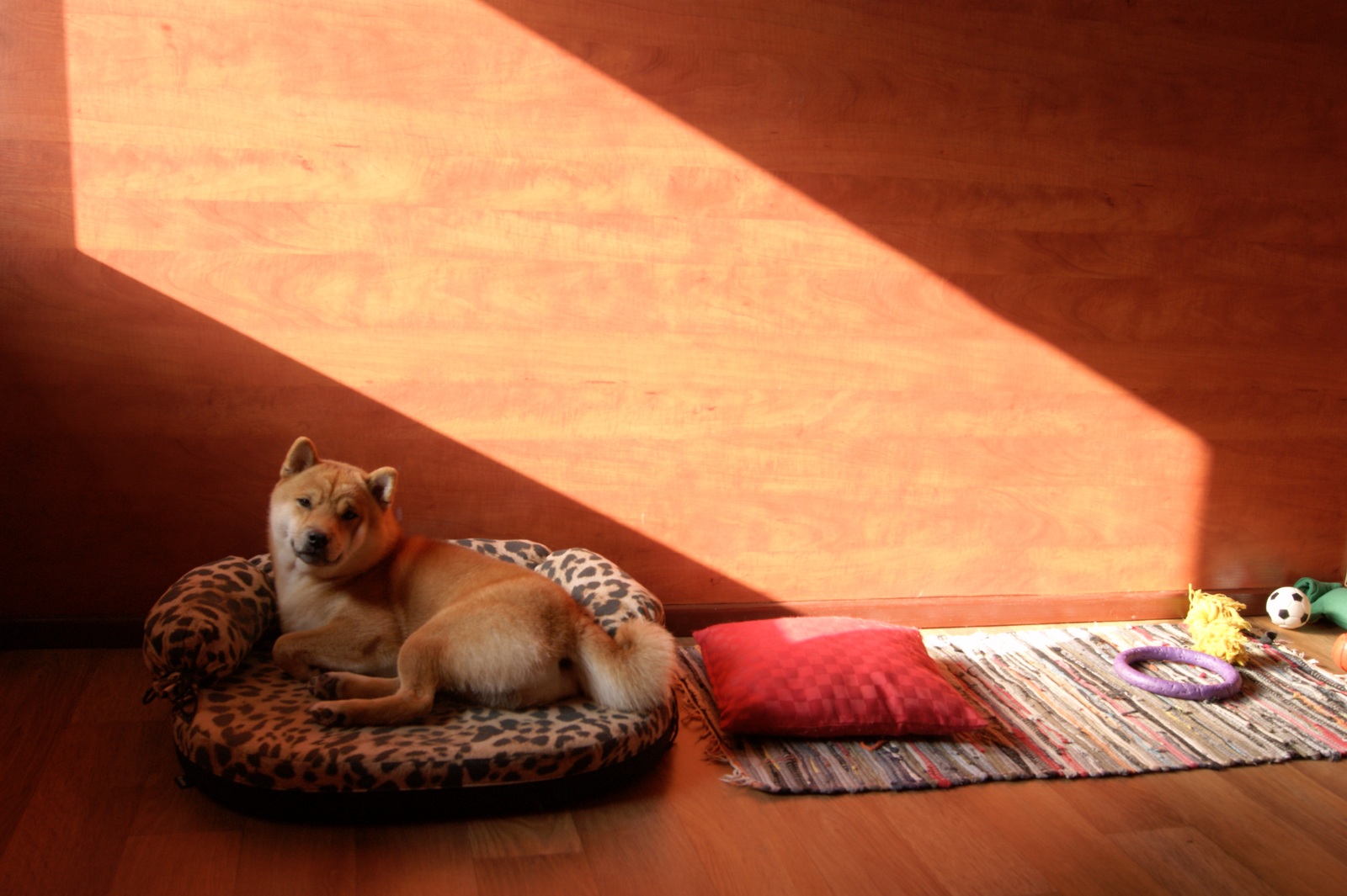 Гостиница для собак, дрессура в городе Кугеси, фото 1, Чувашия