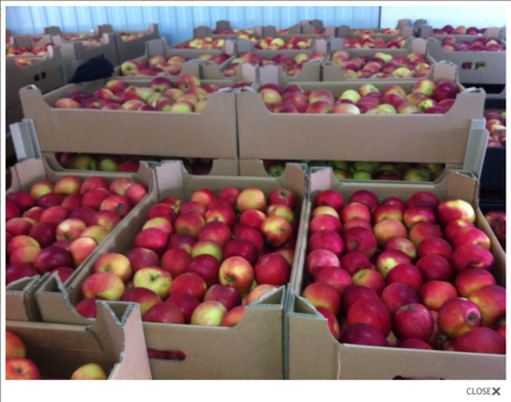 Яблоки от производителя 1 сорт в городе Самара, фото 1, телефон продавца: +7 (846) 219-27-31