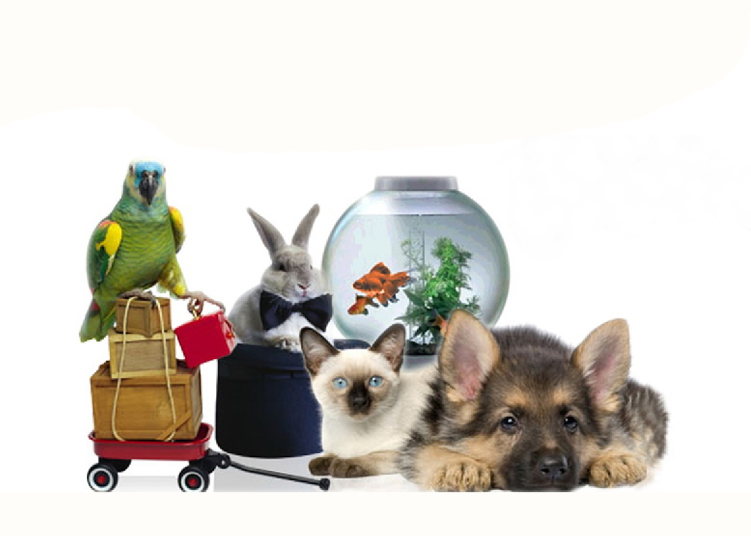Интернет магазин товаров для животных Зайцы.Онлайн г.Омск в городе Омск, фото 1, Средства для ухода за животными
