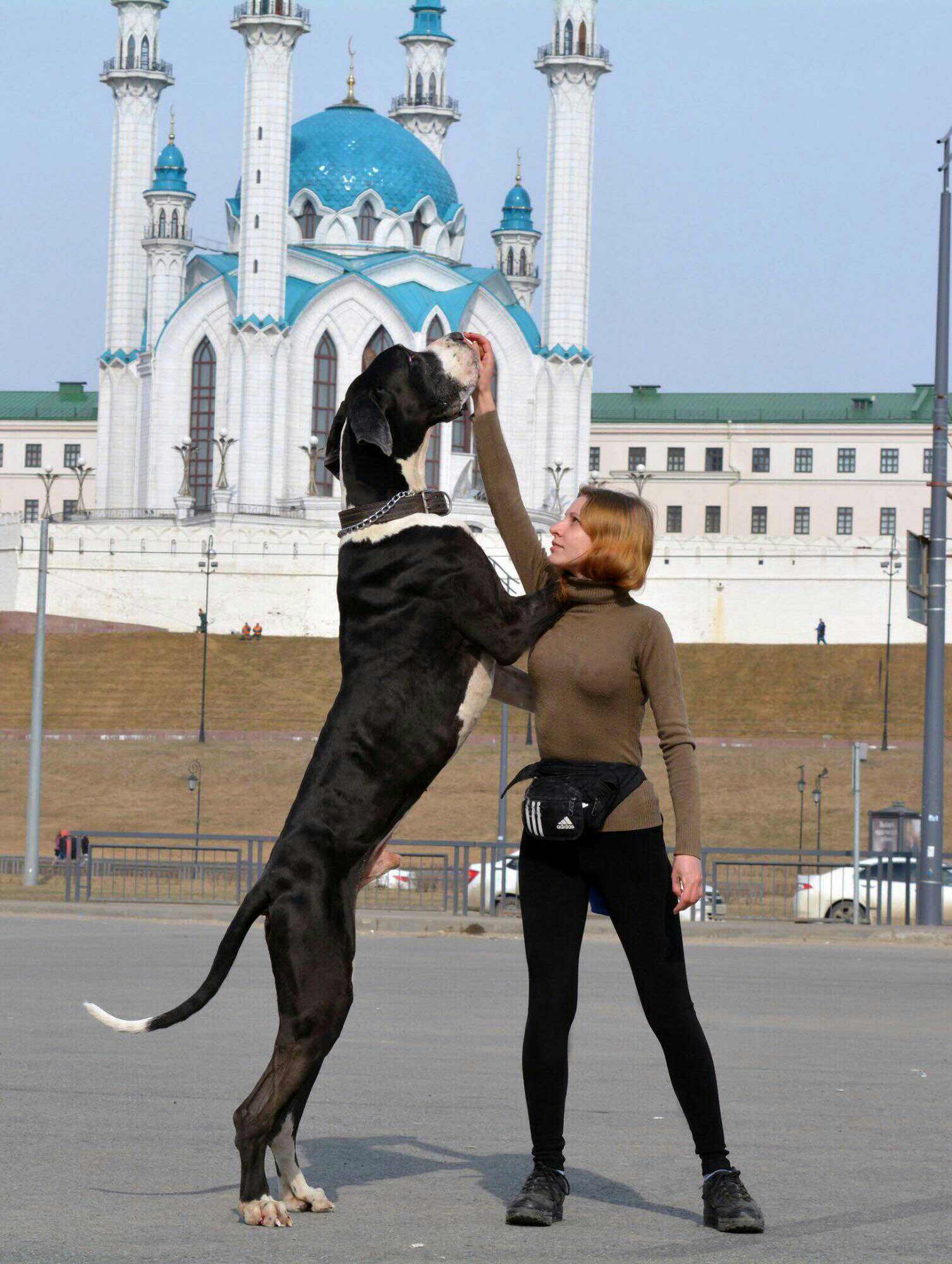 Интеллектуальная дрессировка собак в Казани .  в городе Казань, фото 1, Татарстан