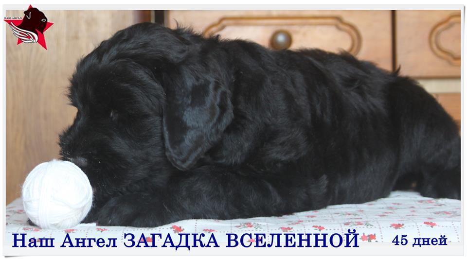 Щенки русского черного терьера в городе Ладушкин, фото 4, стоимость: 50 000 руб.