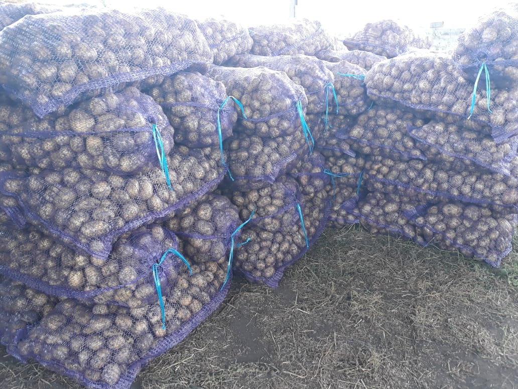Заключаем контракты на свежий урожай картофеля в городе Кемерово, фото 2, телефон продавца: +7 (983) 221-54-03