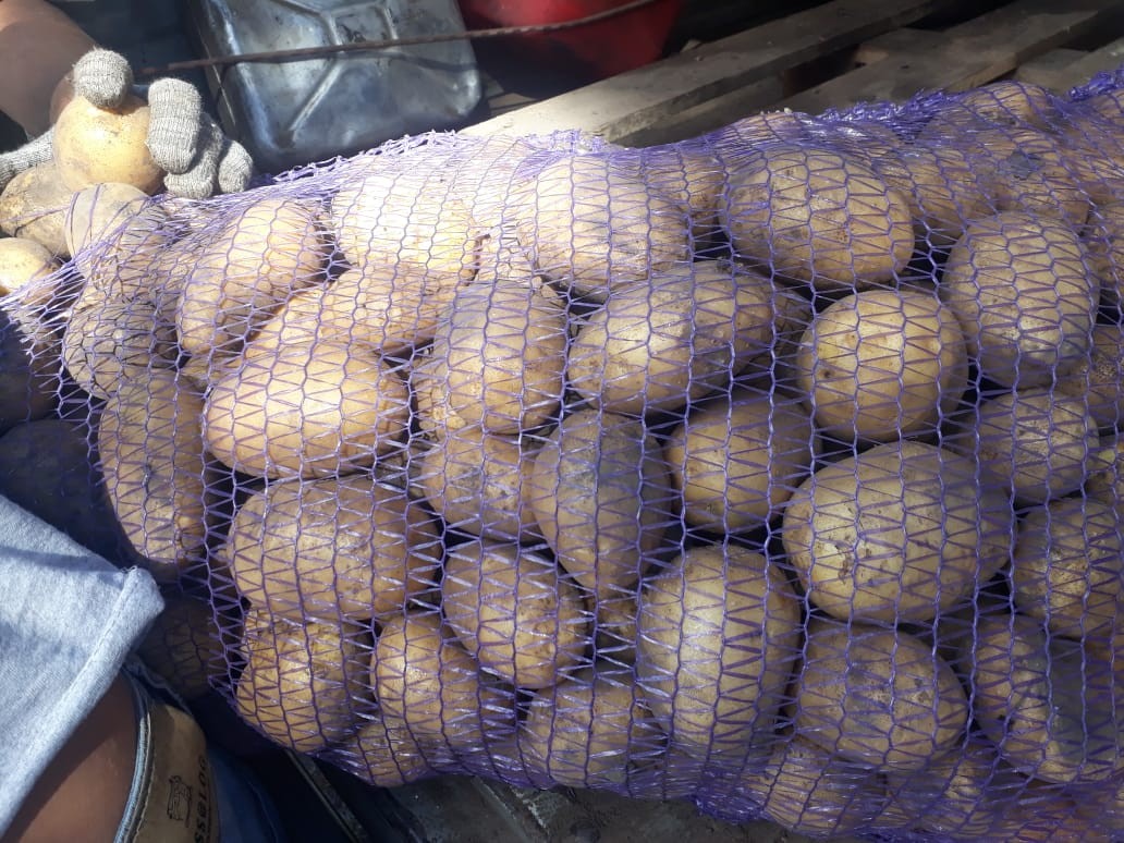Картофель оптом от КФХ в городе Брянск, фото 1, стоимость: 7 руб.
