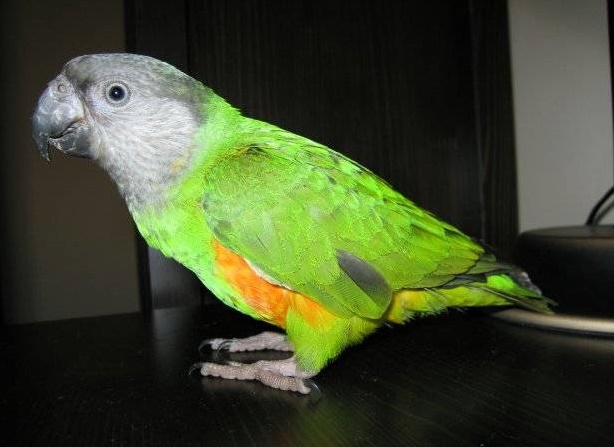 Сенегальский попугай в городе Москва, фото 1, телефон продавца: +7 (915) 314-75-46