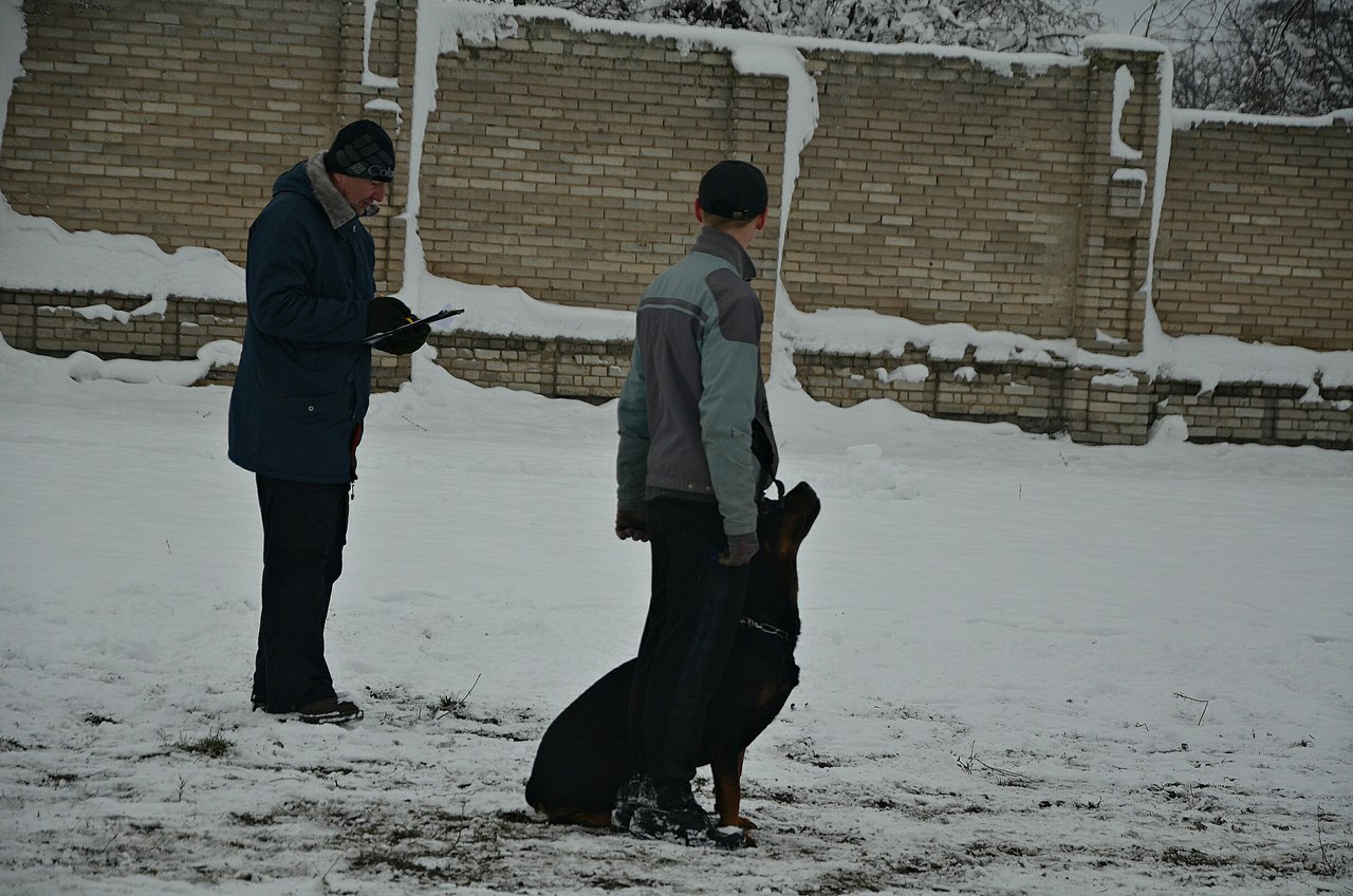 Дрессировка собак САРАТОВ, ЭНГЕЛЬС в городе Саратов, фото 2, стоимость: 500 руб.