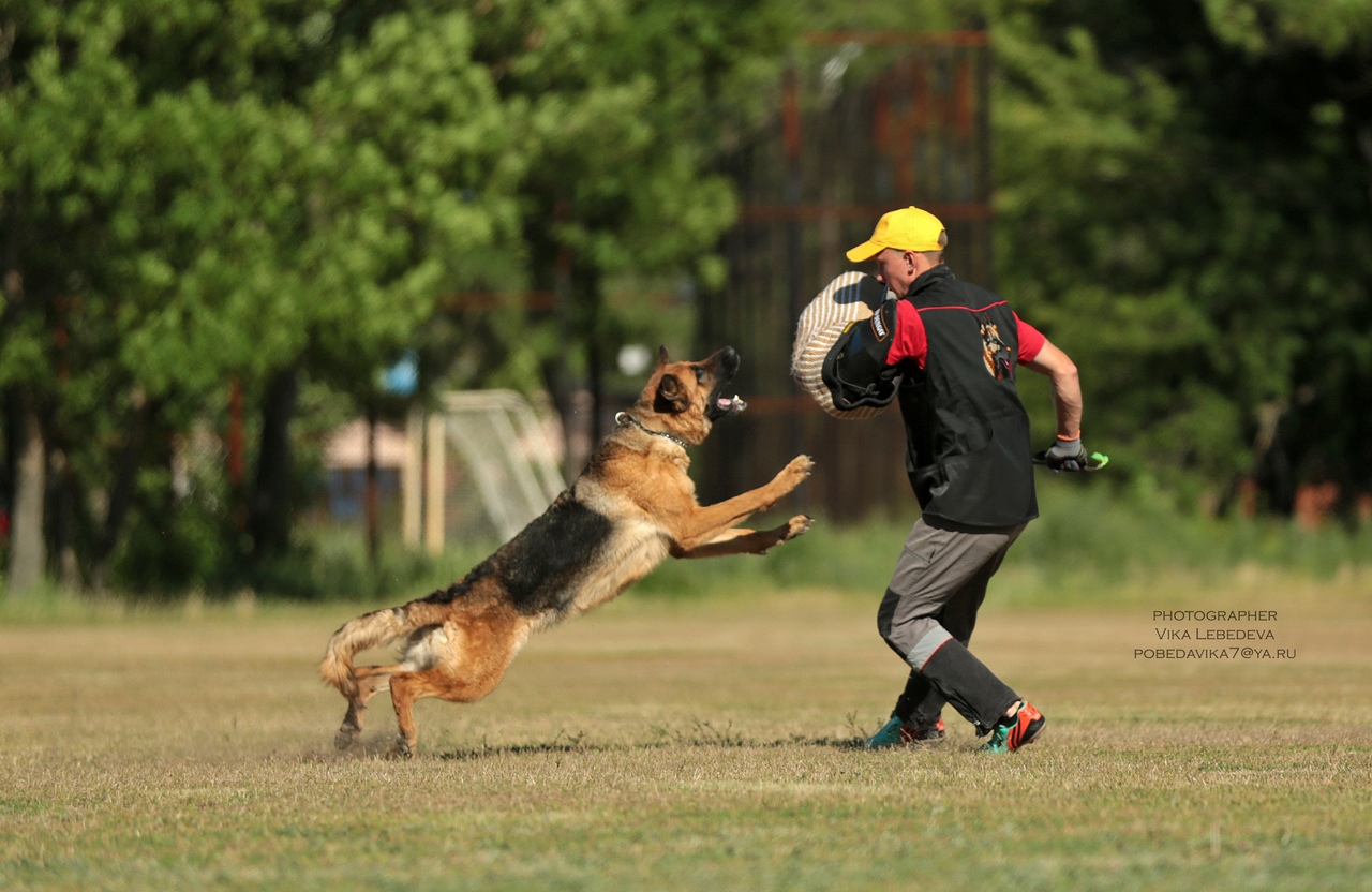 Дрессировка собак САРАТОВ, ЭНГЕЛЬС в городе Саратов, фото 3, стоимость: 500 руб.