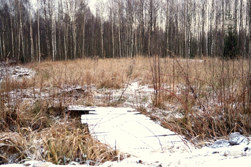 Участок в СНТ Волшебный сад в городе Всеволожск, фото 4, Продажа земли под сад и огород