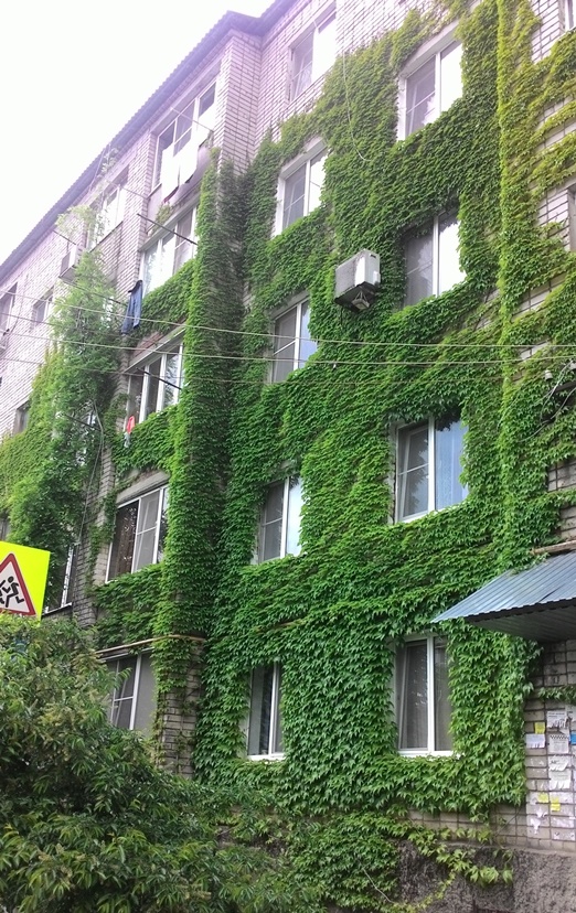 Виноград девичий триостренный Вича ( Parthenocissus tricuspidata Veitc в городе Энем, фото 1, Адыгея