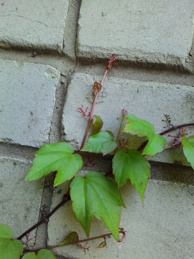 Виноград девичий триостренный Вича ( Parthenocissus tricuspidata Veitc в городе Энем, фото 3, стоимость: 300 руб.