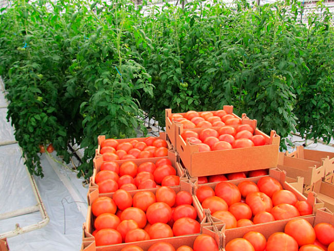 Продаем помидоры оптом в краснодарском крае,краснодарские помидоры оптом в городе Краснодар, фото 1, телефон продавца: +7 (903) 456-23-18