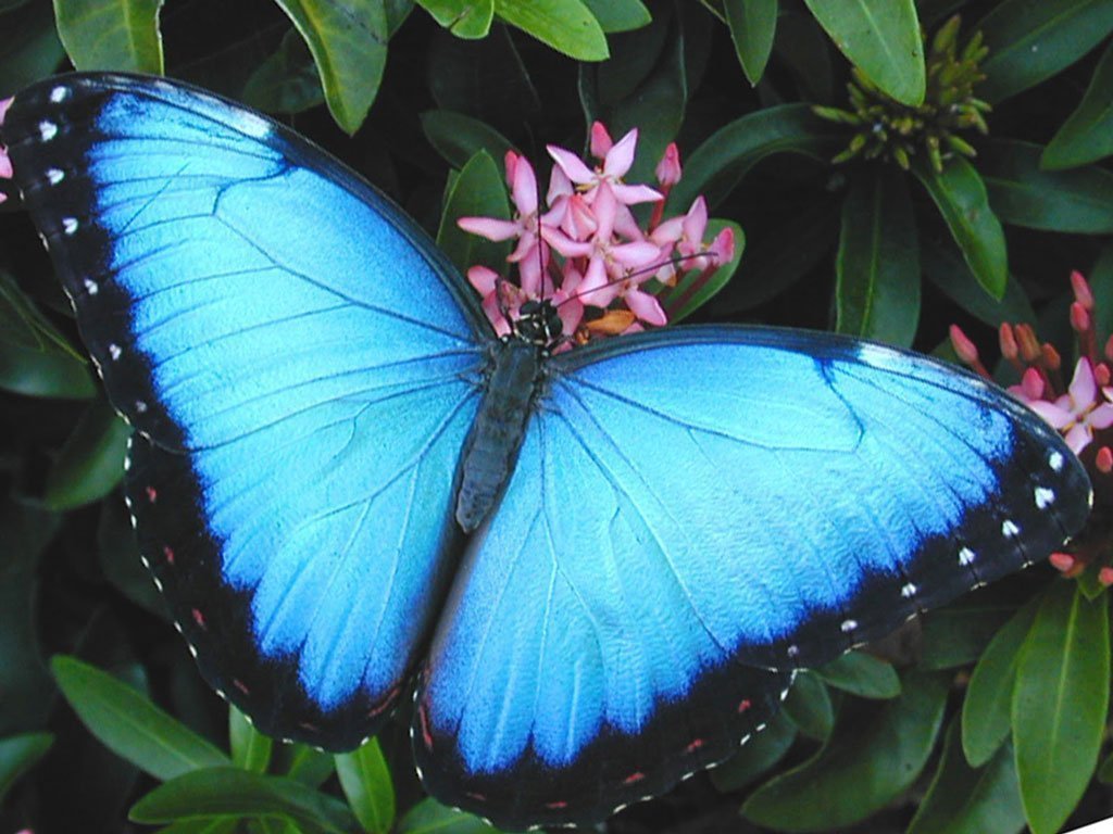 Продажа Живых тропических бабочек на 14 Февраля более 30 Видов в городе Астрахань, фото 1, стоимость: 990 руб.