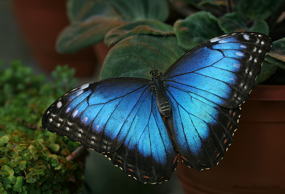 Продажа Живых тропических бабочек на 14 Февраля более 30 Видов в городе Астрахань, фото 2, Другие животные
