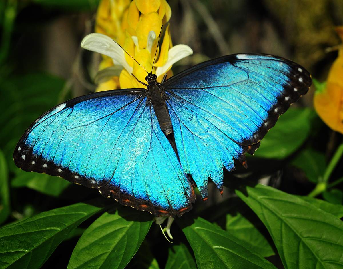 Продажа Живых тропических бабочек на 14 Февраля более 30 Видов в городе Астрахань, фото 1, Астраханская область