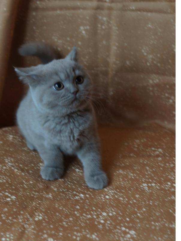 Британские котята питомника Mendeleev в городе Люберцы, фото 3, стоимость: 15 000 руб.