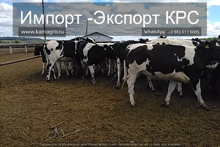 Продажа коров дойных, нетелей молочных пород в Краснодаре в городе Краснодар, фото 10, Сельхоз животные