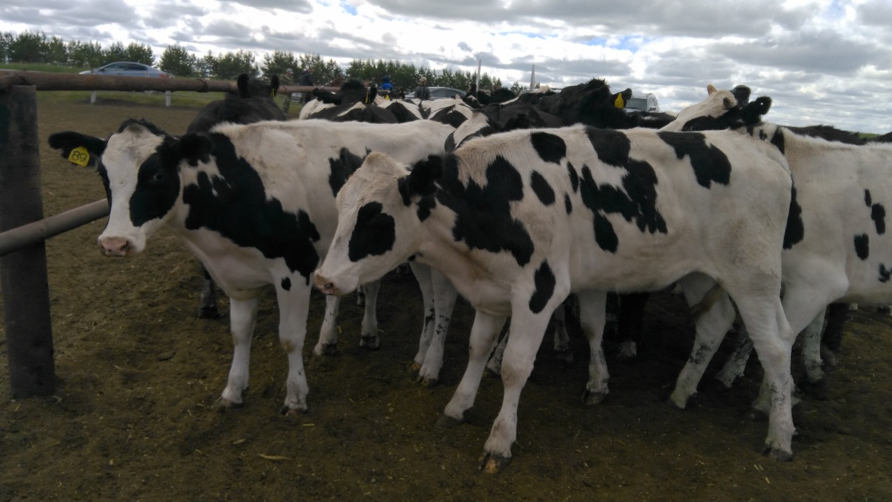 Продажа коров дойных, нетелей молочных пород в Краснодаре в городе Краснодар, фото 4, Сельхоз животные