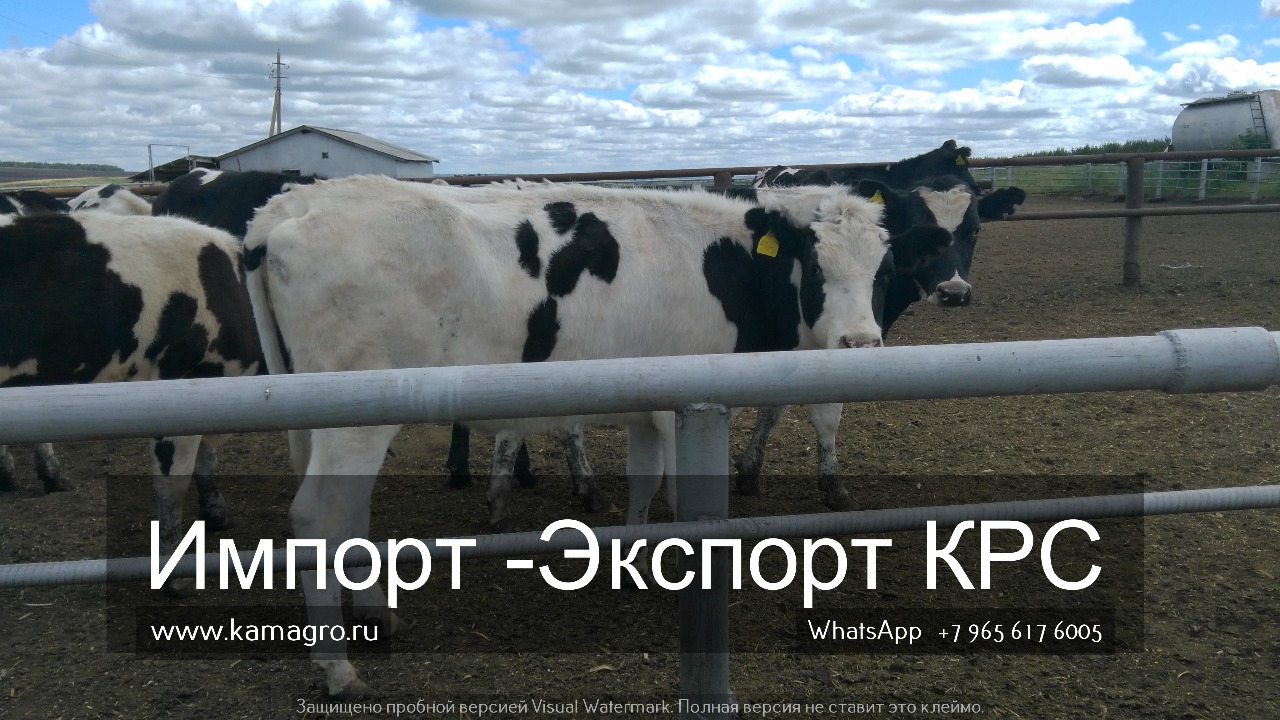 Продажа коров дойных, нетелей молочных пород в Краснодаре в городе Краснодар, фото 8, Сельхоз животные