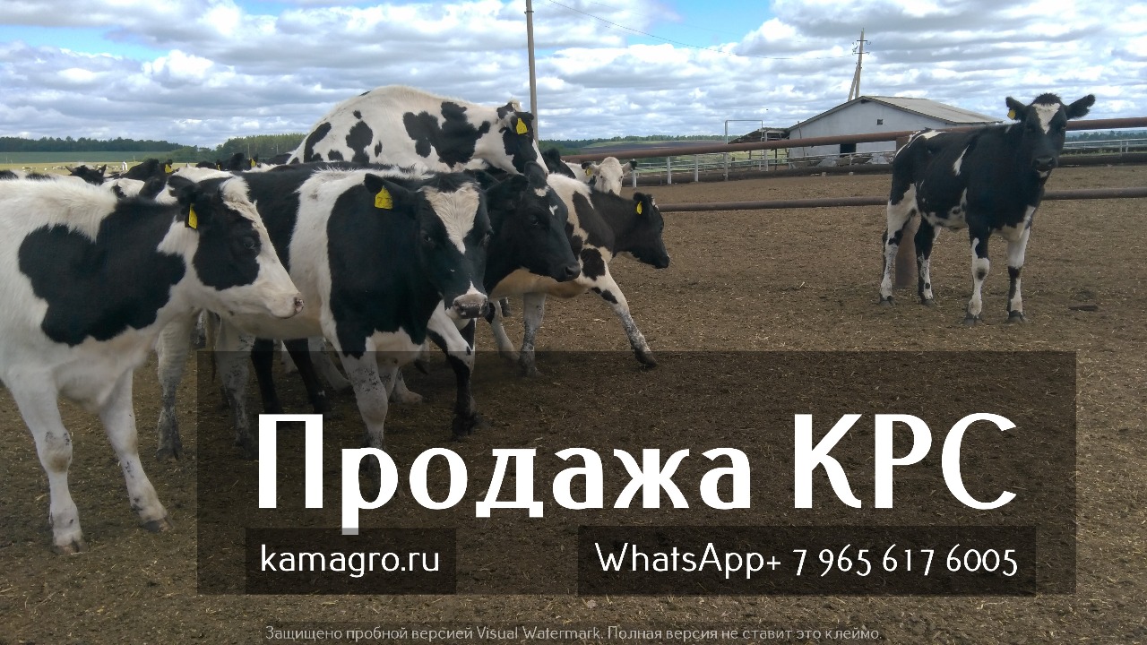 Продажа коров дойных, нетелей молочных пород в Саратове в городе Саратов, фото 1, Саратовская область