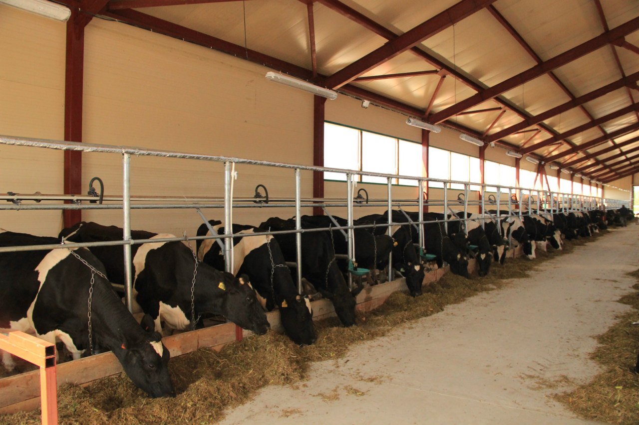 Продажа коров дойных, нетелей молочных пород в Пензе в городе Пенза, фото 6, телефон продавца: +7 (495) 133-75-42
