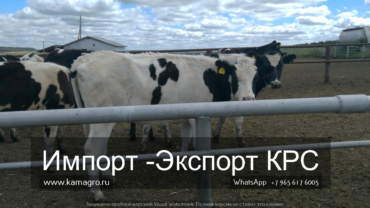 Продажа коров дойных, нетелей молочных пород в Пензе в городе Пенза, фото 7, стоимость: 1 руб.