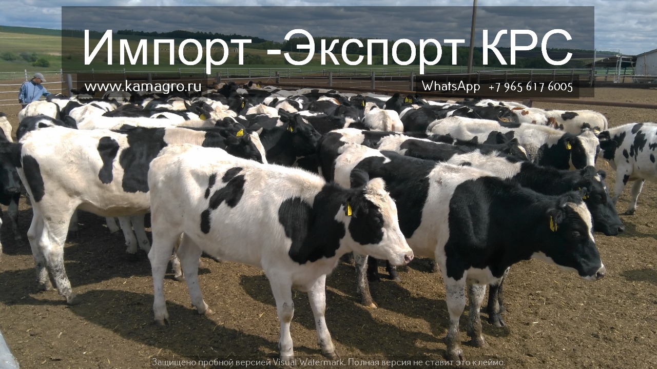 Продажа коров дойных, нетелей молочных пород в Оренбурге в городе Оренбург, фото 9, Оренбургская область