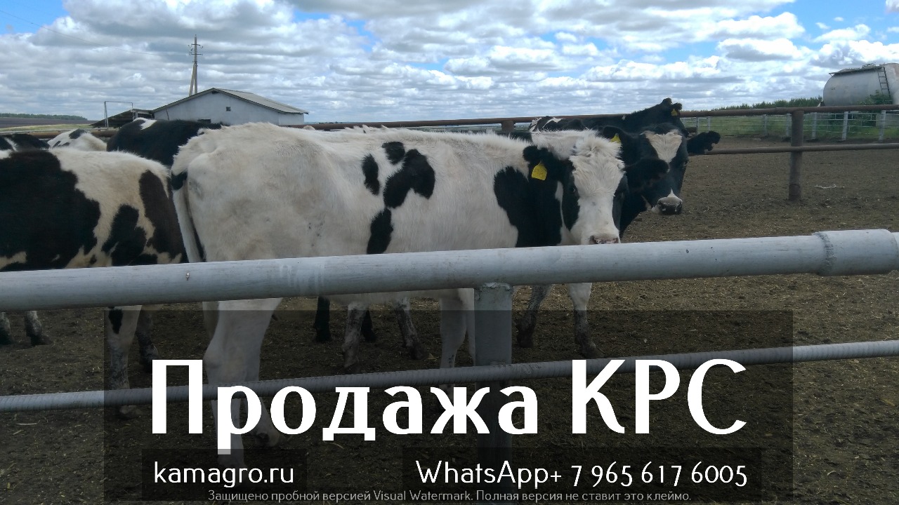 Продажа коров дойных, нетелей молочных пород во Владивостоке в городе Владивосток, фото 4, Сельхоз животные