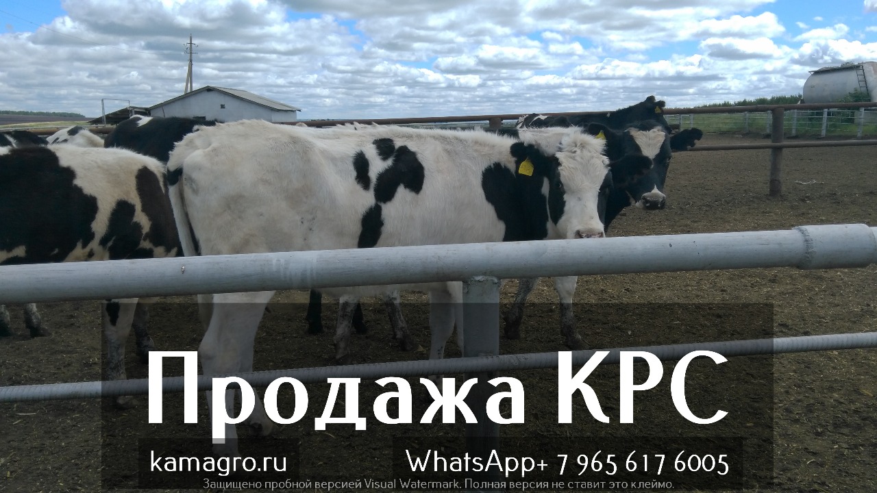 Продажа коров дойных, нетелей молочных пород в Вологде в городе Вологда, фото 4, Сельхоз животные