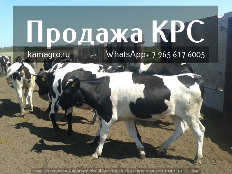 Продажа коров дойных, нетелей молочных пород в Электростале в городе Электросталь, фото 5, стоимость: 1 руб.