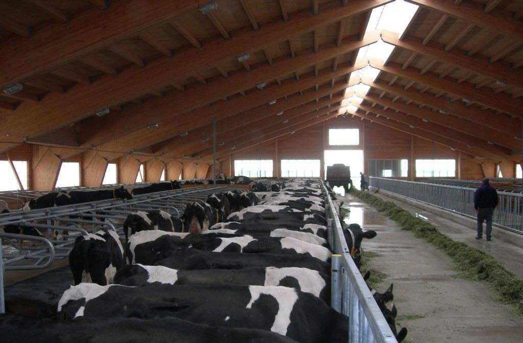 Продажа коров дойных, нетелей молочных пород в Электростале в городе Электросталь, фото 8, Сельхоз животные