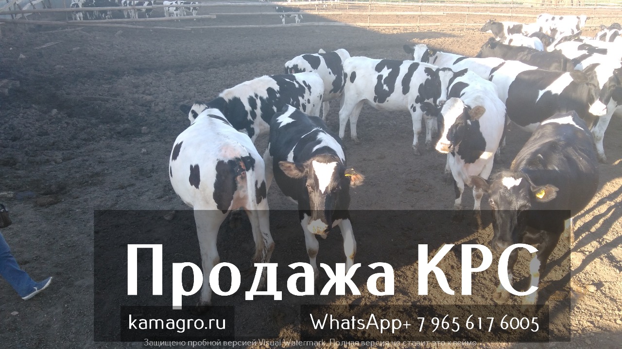 Продажа коров дойных, нетелей молочных пород в Волгодонске в городе Волгодонск, фото 2, Сельхоз животные
