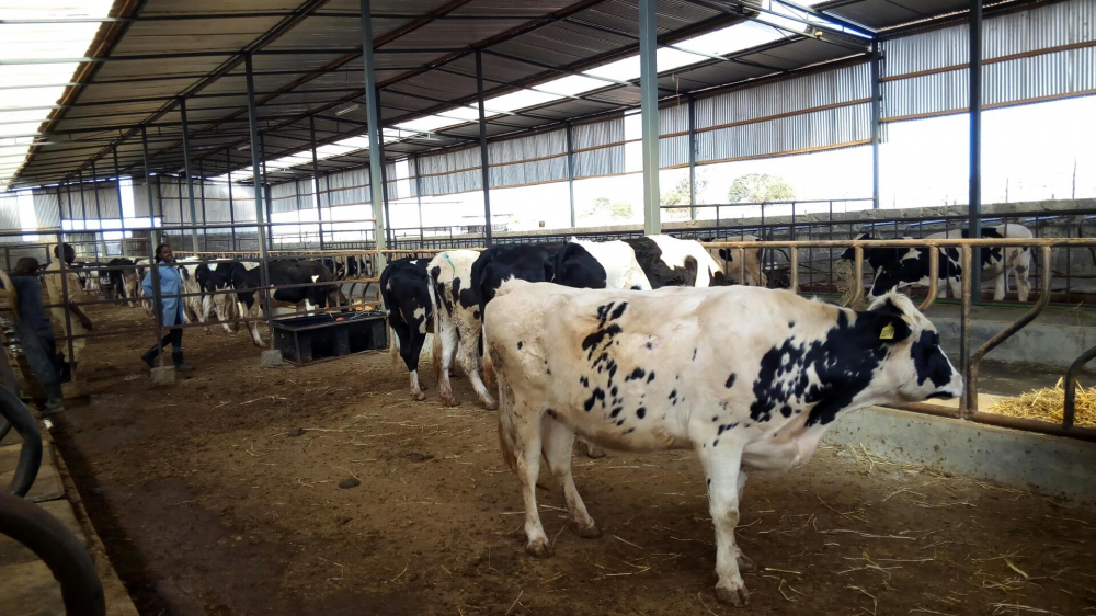 Продажа коров дойных, нетелей молочных пород в Ангарске в городе Ангарск, фото 6, телефон продавца: +7 (495) 133-75-42